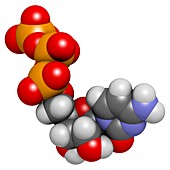 Cytidine triphosphate molecule