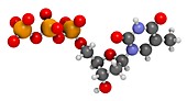 Thymidine triphosphate molecule