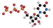 Uridine triphosphate nucleotide molecule