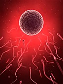 Human sperm and egg,illustration