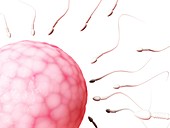 Human sperm and egg,illustration