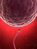 Human sperm and egg,illustration