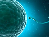 Human sperm and egg,illustration