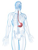 Human stomach,illustration