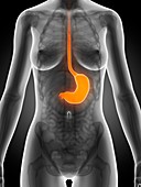 Female stomach,illustration