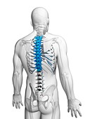 Human spine,illustration