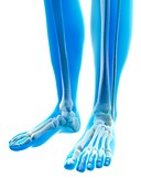 Human foot bones,illustration