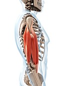 Human arm muscles,illustration
