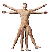 Human nervous system,illustration