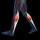 Human leg muscles,illustration