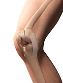 Human knee anatomy,illustration