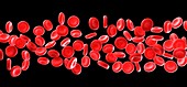 Human red blood cells,illustration