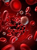 Red and white blood cells,illustration