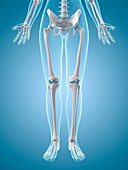 Human leg bones,illustration