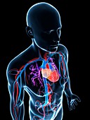 Human cardiovascular system,illustration