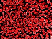 Human red blood cells,illustration