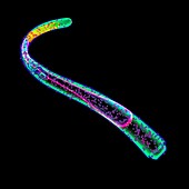 Nematode worm,illustration