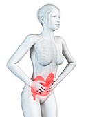 Female digestive pain,illustration