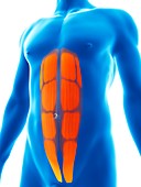 Human abdominal muscles,illustration