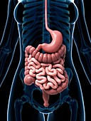 Human digestive system,illustration