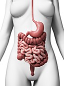 Human digestive system,illustration