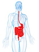 Human digestive system,illustration