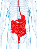 Human digestive system,illustration