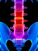 Human spinal discs,illustration