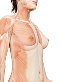 Female muscular system,illustration