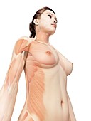 Female muscular system,illustration