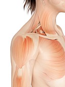 Human shoulder muscles,illustration