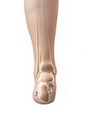 Human ankle bones,illustration