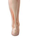 Human ankle muscles,illustration