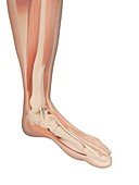 Human foot muscles,illustration
