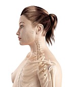 Female neck bones,illustration