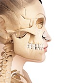 Human jaw bone,illustration