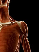 Human shoulder muscles,illustration