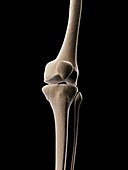 Human knee bones,illustration