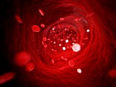 Human blood cells,illustration