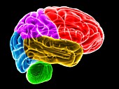 Human brain,illustration