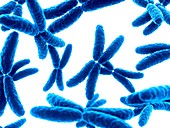 Human x chromosomes,illustration