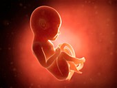 Human fetus at 8 months,illustration