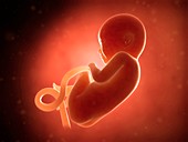 Human fetus at 8 months,illustration