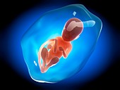 Human fetus at 9 months,illustration