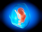 Human fetus at 4 months,illustration