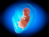 Human fetus at 8 months,illustration