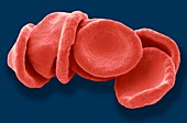 Red blood cells,SEM