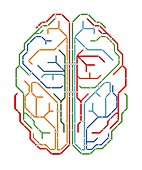 Brain,network diagram