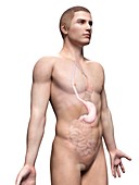 Male stomach,illustration