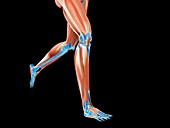 Muscular system of jogger,illustration